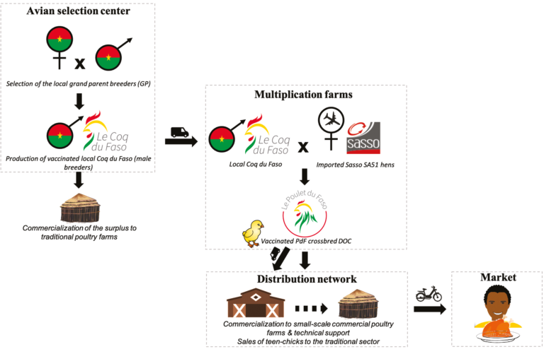 Figure 1: Diagram showing the components of the Poulet du Faso (PdF) project: The Avian selection center for selection and production of male grandparent lines with sale of surplus to traditional poultry farms; importation of Sasso females to the hatchery where breeding and production of PdF day-old-chicks (DoC) occurs; distribution to Anipole Faso, which markets and provides technical support to small-scale commercial farms and sells teen chicks to traditional poultry farmers.