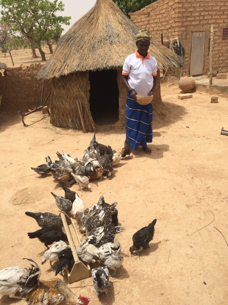 A small scale commercial poultry farm in Burkina Faso. Photo: Ceva.