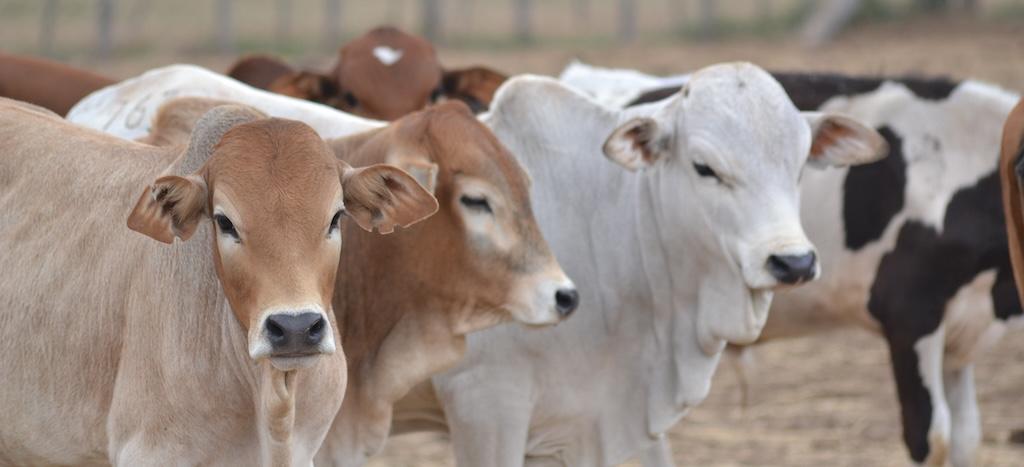 Cattle in a pen
