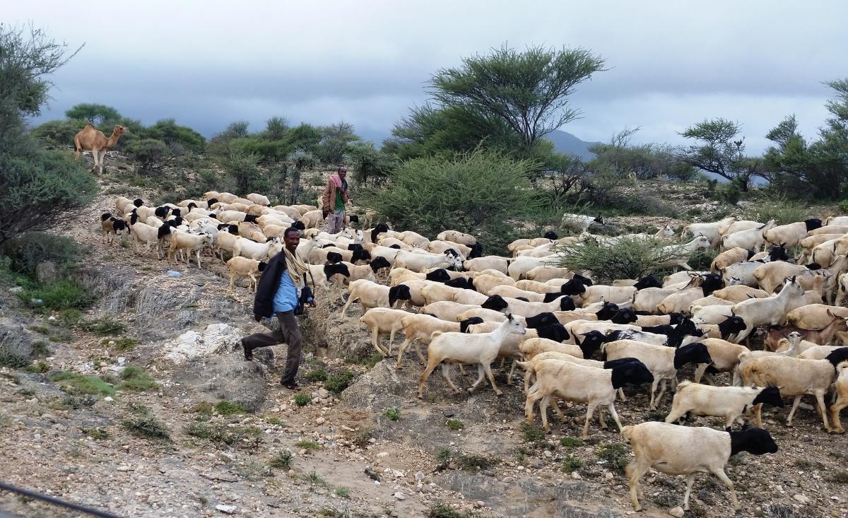 A herder with sheep and goats near Berbera, Somaliland.