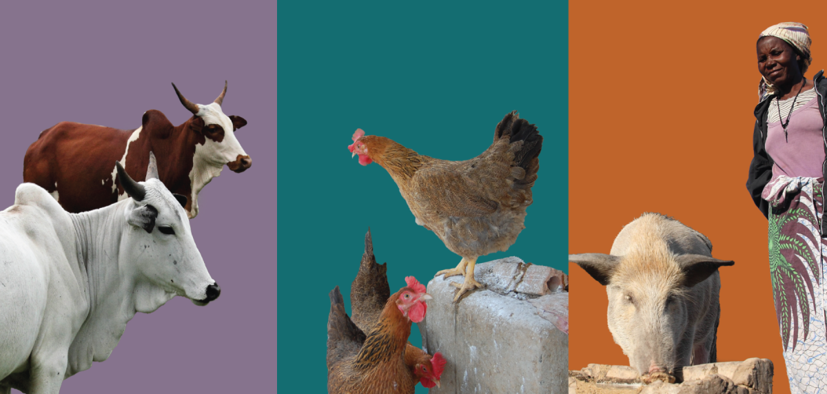 A three-panel image. The first panel shows a brown cow and a white cow against a purple background. The middle image shows three hens against a blue-green background. The third image shows an African woman feeding a pig against an orange background.