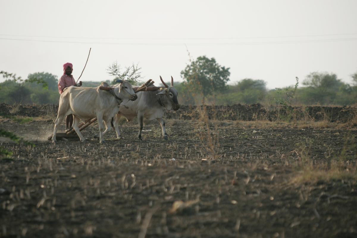 A livestock keeper walks behind two cattle on a dry field in Andhra Pradesh, India.
