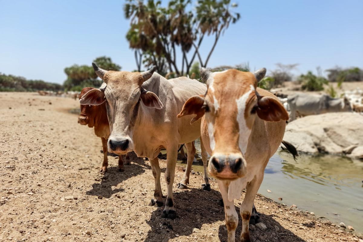 Three cattle face the camera. They are standing on a dry landscape with a small drying river in the background. The photo was taken in Isiolo County, Kenya. 