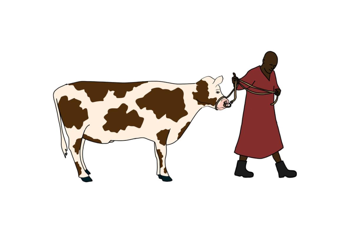 Picture of a farmer leading a bull