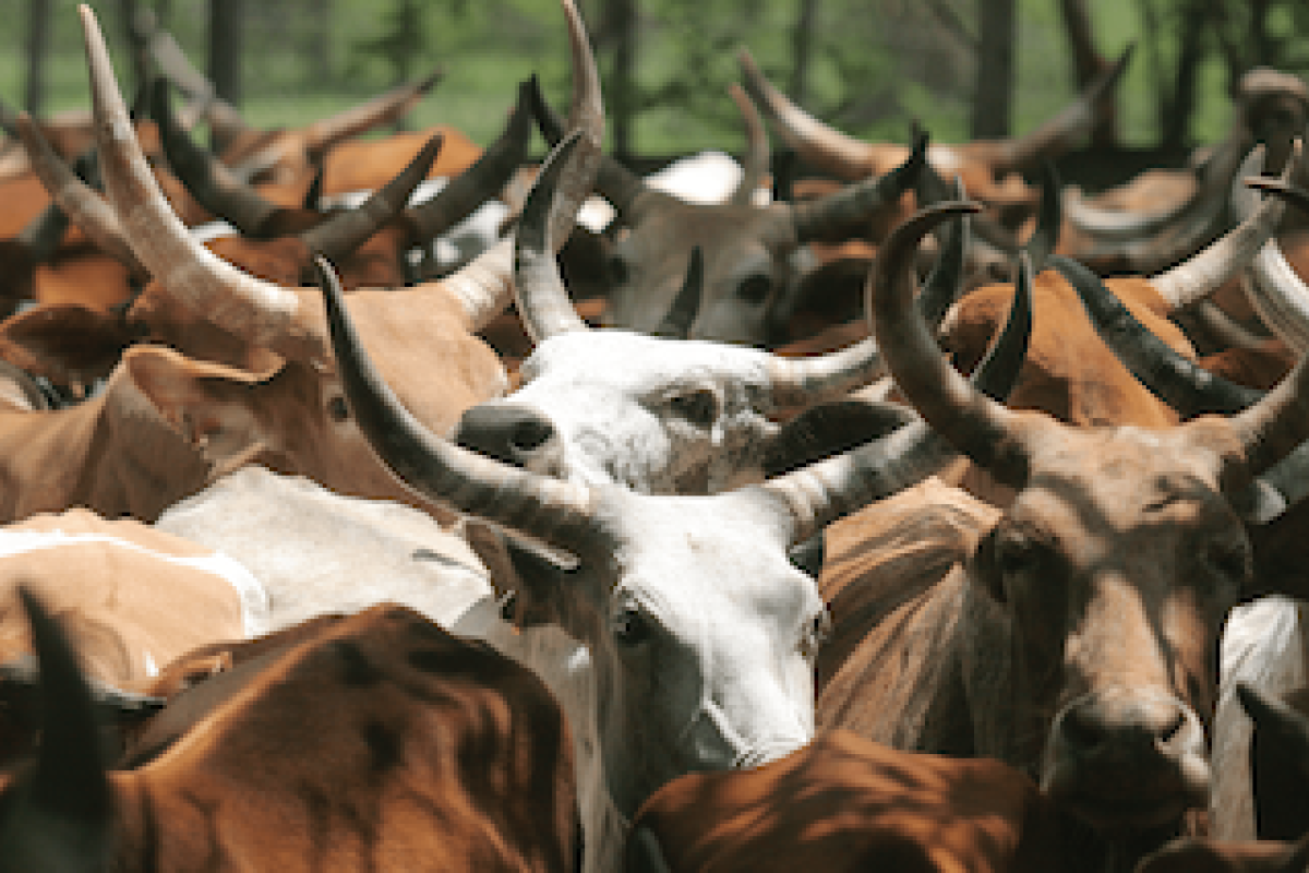 A large herd of horned cattle gathered closely together along the muddy banks of a wide, flowing river under a hazy sky. A few local pastoralists stand nearby, managing the herd as some cattle drink from the water.