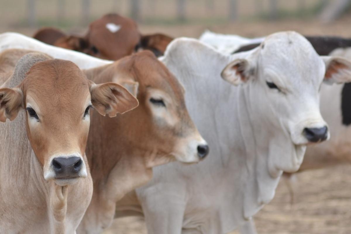 Cattle in a pen