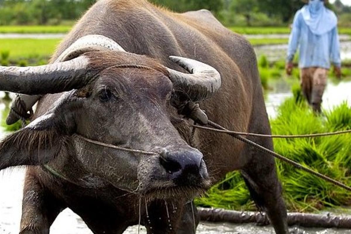 Buffalo