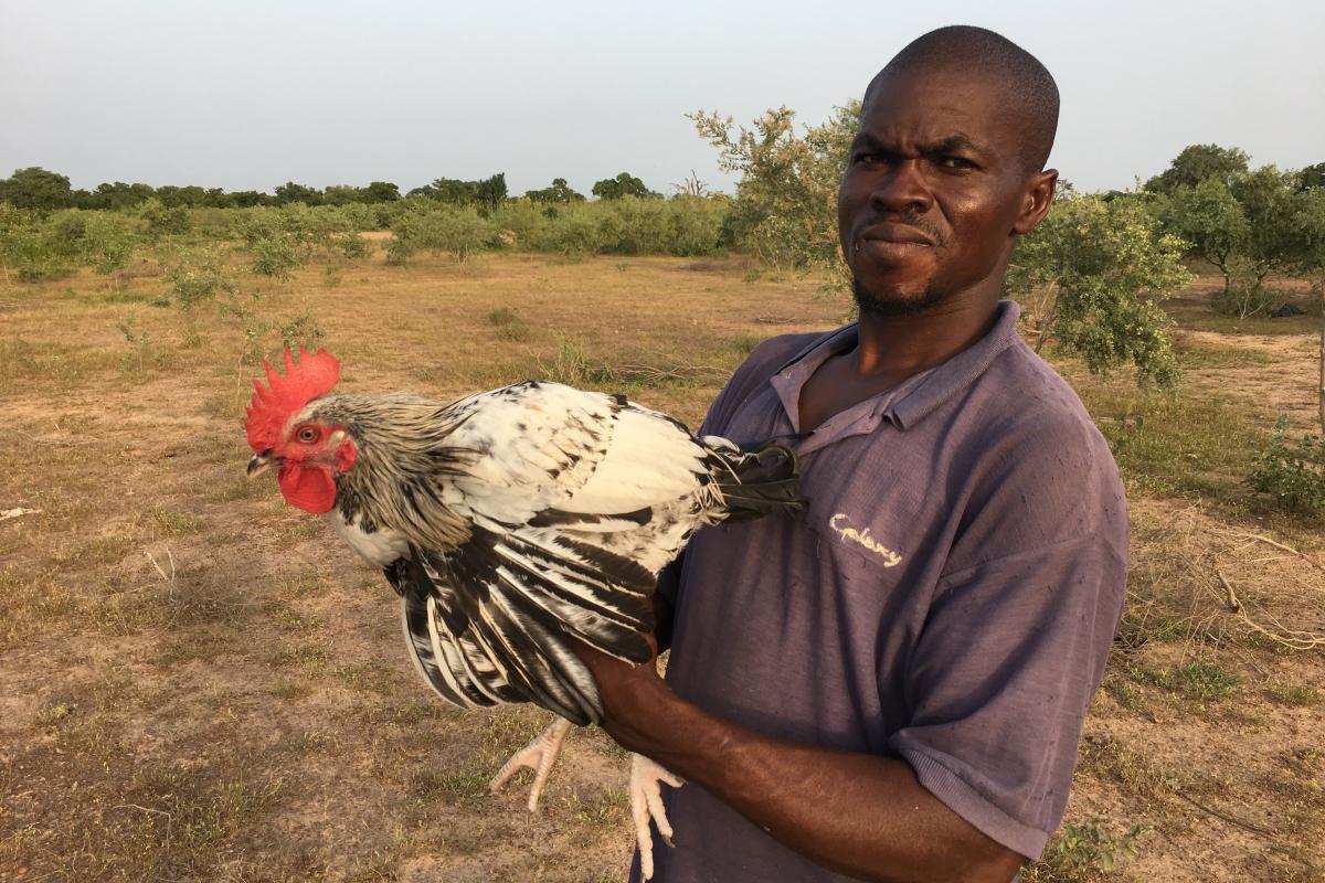 A rooster is collected from the field to provide the first generation of Coq du Faso chickens. Photo credit: Ceva.