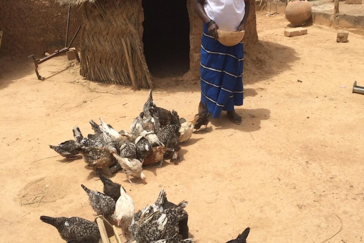 Image of small scale commercial poultry farm in Burkina Faso