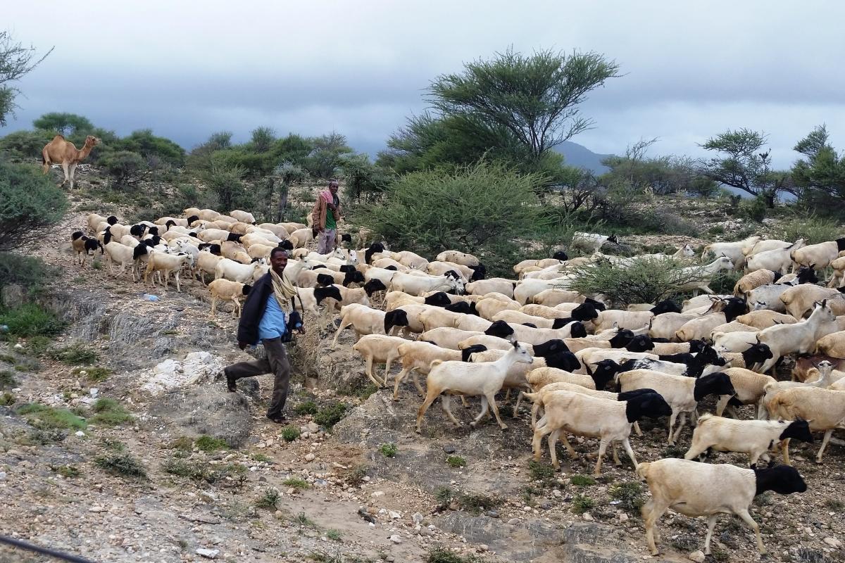 A herder with sheep and goats near Berbera, Somaliland.