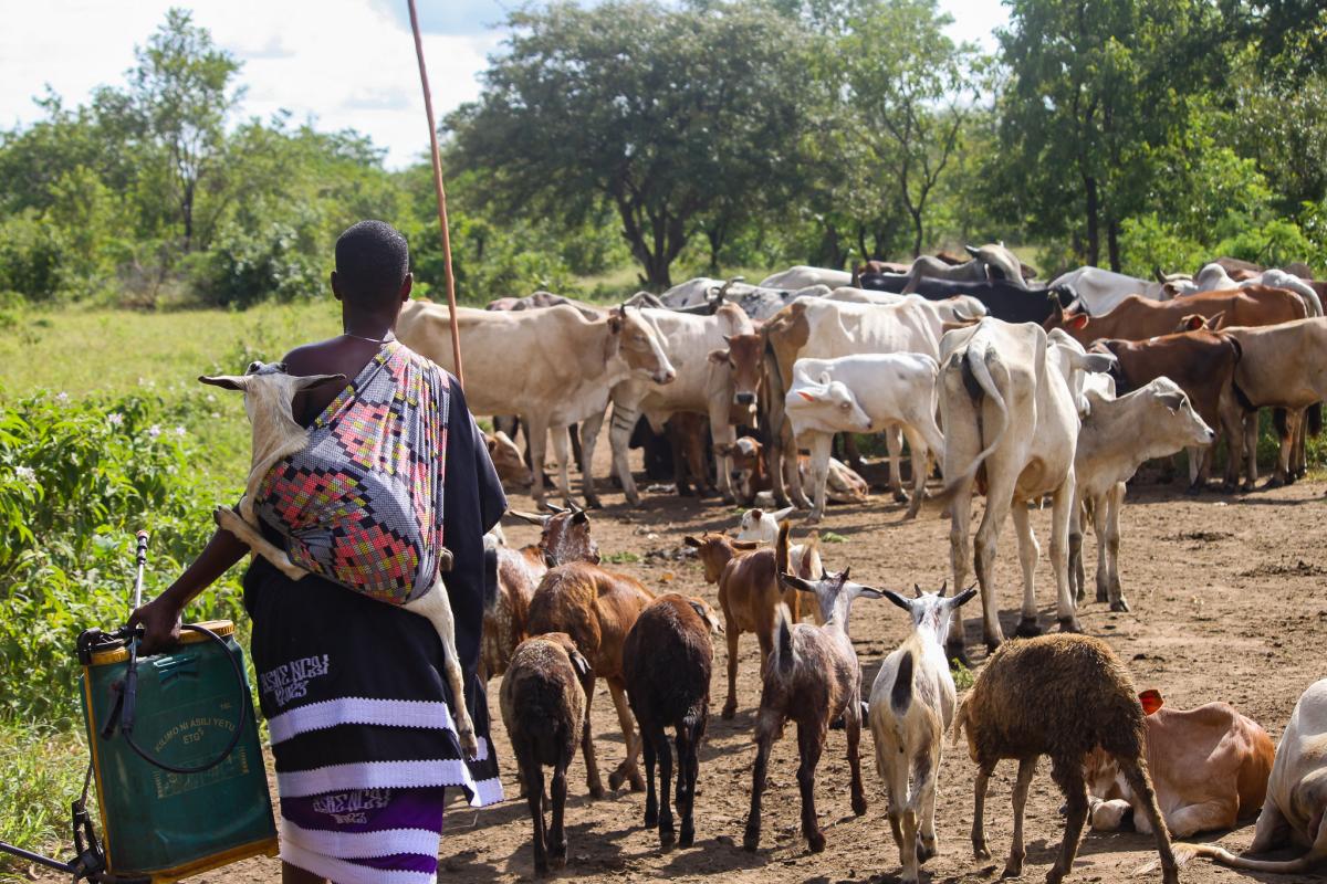 Seen from behind, an African livestock keeper carries a goat on their back and a large parcel in their hands, while herding goats. In the background are some cattle.