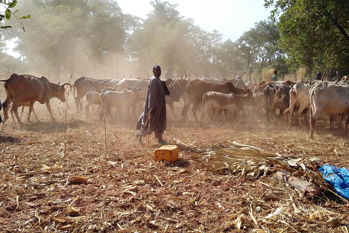 A traditional migratory Zebu herd in Burkina Faso, representing the local cattle breeds involved in the Ceva 'La Vache du Faso' dairy improvement project.