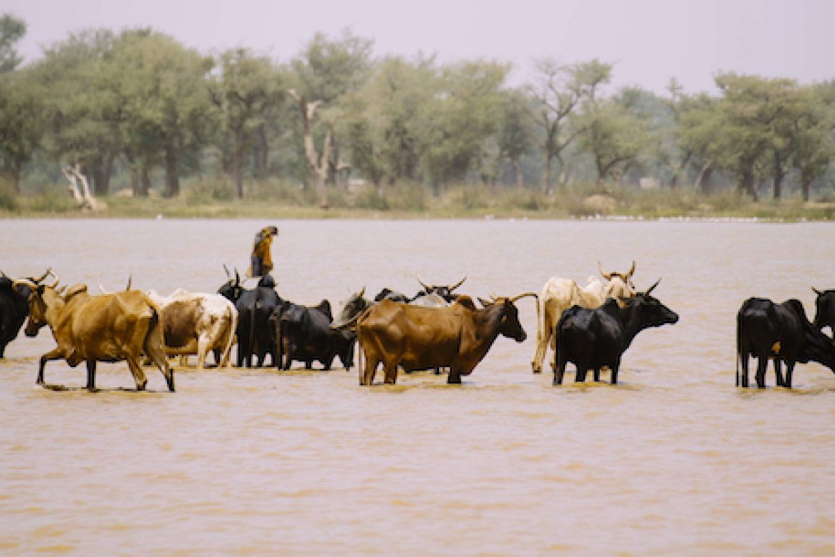 Cattle drinking in a river