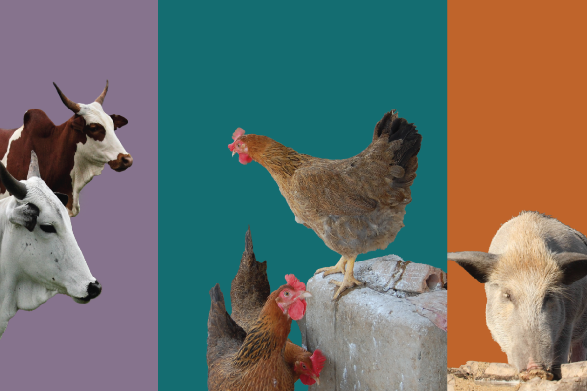 A three-panel image. The first panel shows a brown cow and a white cow against a purple background. The middle image shows three hens against a blue-green background. The third image shows an African woman feeding a pig against an orange background.