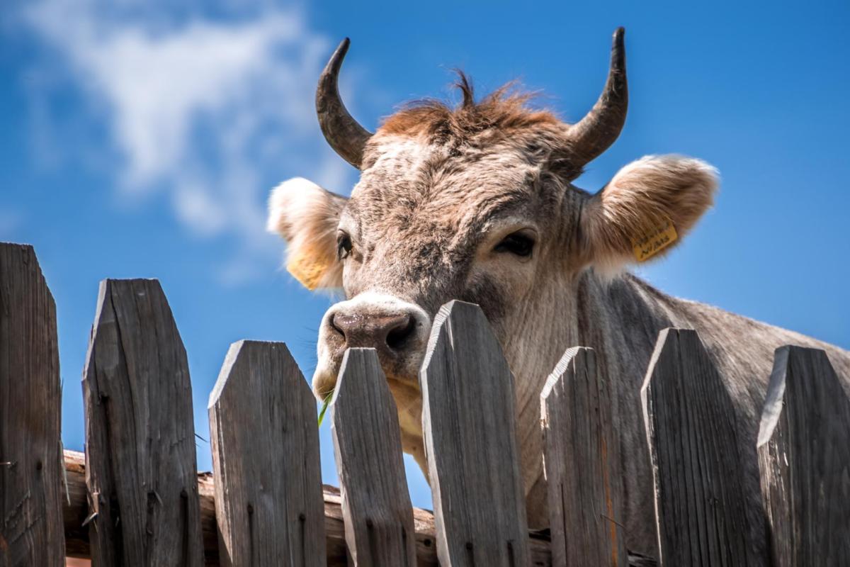 The head of a cow with horns is seen peering over a wooden fence, a blue sky in the background.