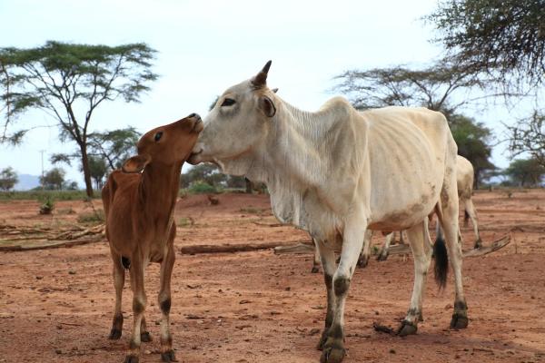 a cow with her calf in yabello ethiopia