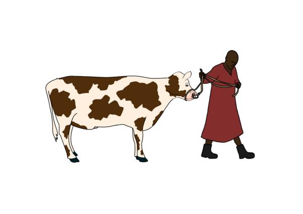 Picture of a farmer leading a bull