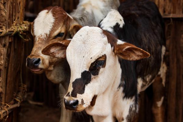 picture of two young boran cattle in yabello ethiopia