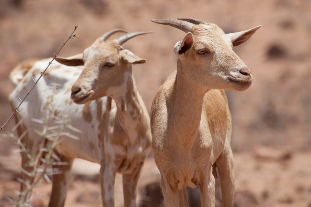 Two long-horned goats in Abergelle, Ethiopia
