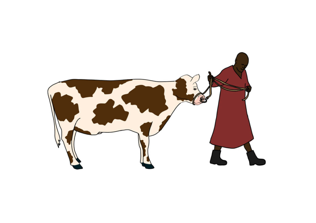 Illustration of a farmer leading a bull