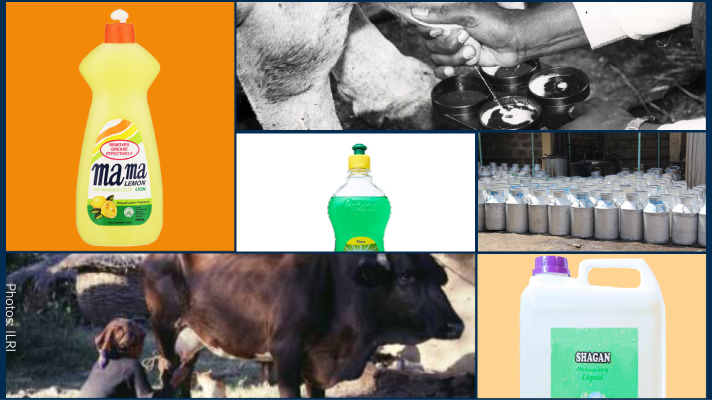 Locally available detergents to test for Mastitis in Africa