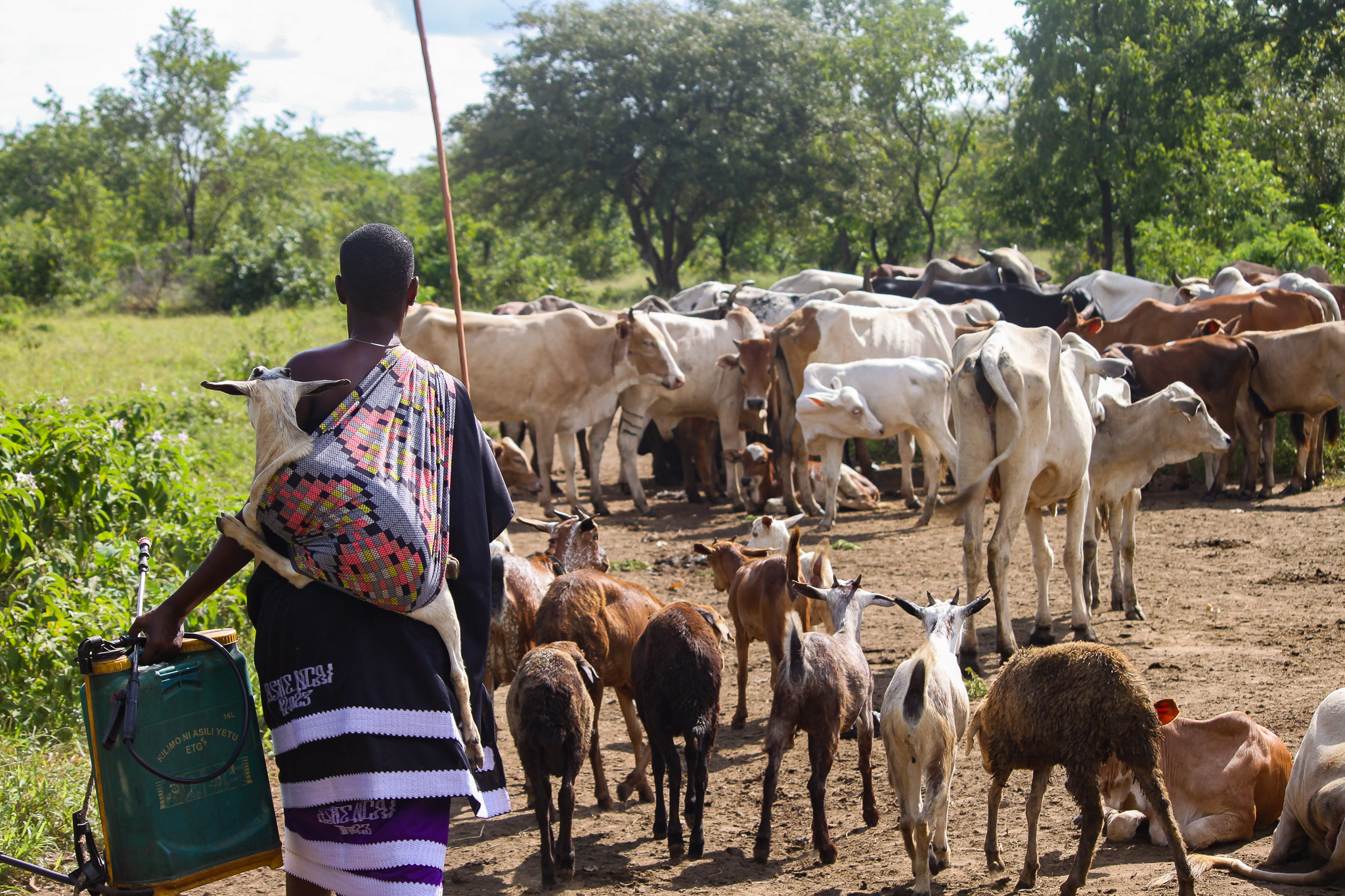 Header image credit: A Maasai person moves animals home while carrying an injured goat and a backpack pump for acaracides in Morogoro, Tanzania.