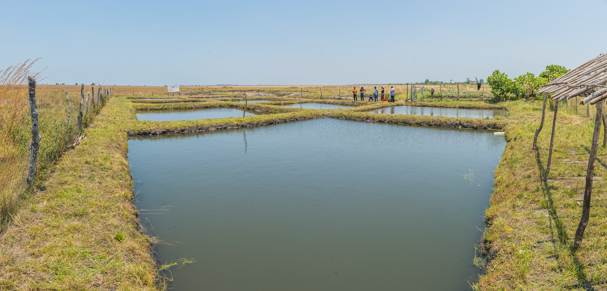 Fish ponds for aquaculture in Zambia