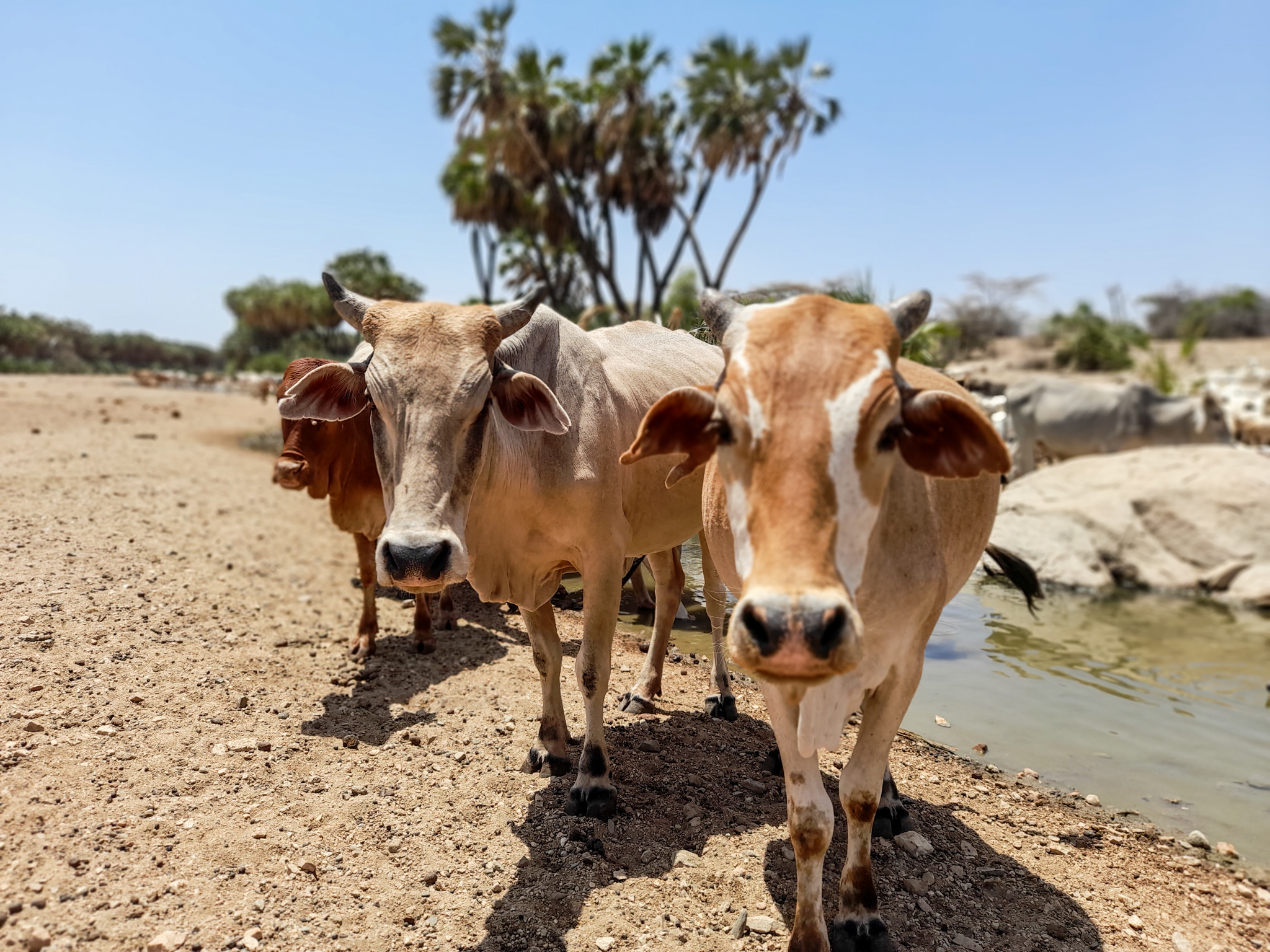 Three cattle face the camera. they are standing on a dry landscape with a small drying river in the background. The photo was taken in Isiolo County, Kenya.