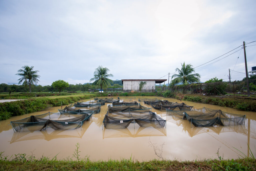 Aquaculture pond with multiple netted fish enclosures arranged in rows, with palm trees and a small building in the background under a cloudy sky.
